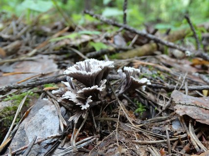 Thelephora penicillata