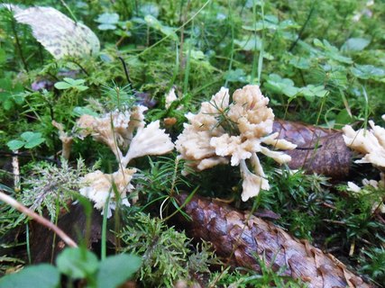 Thelephora penicillata