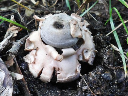 Geastrum rufescens