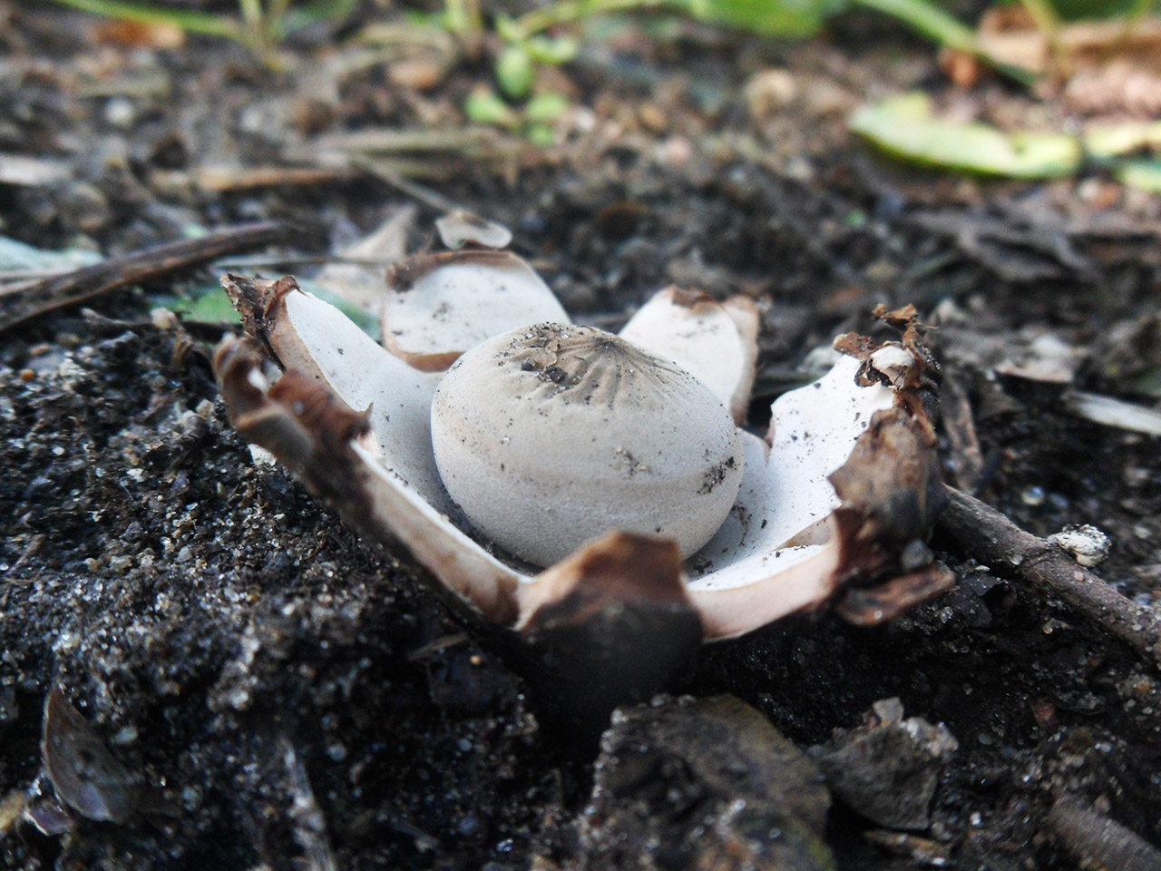 Geastrum rufescens
