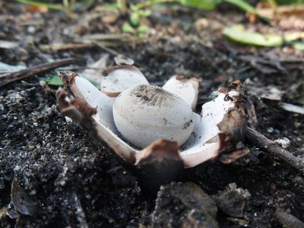 Geastrum rufescens