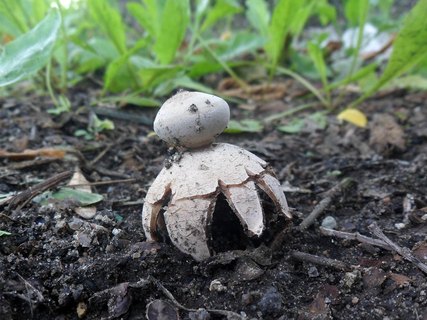 Geastrum rufescens