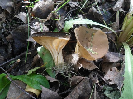 Helvella acetabulum
