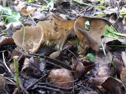 Helvella acetabulum
