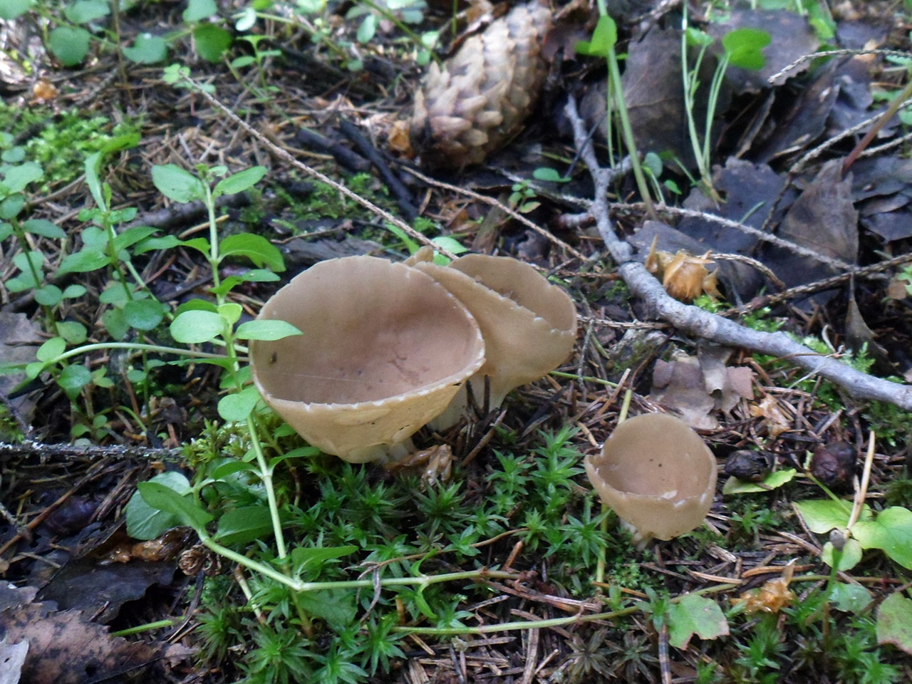 Helvella acetabulum