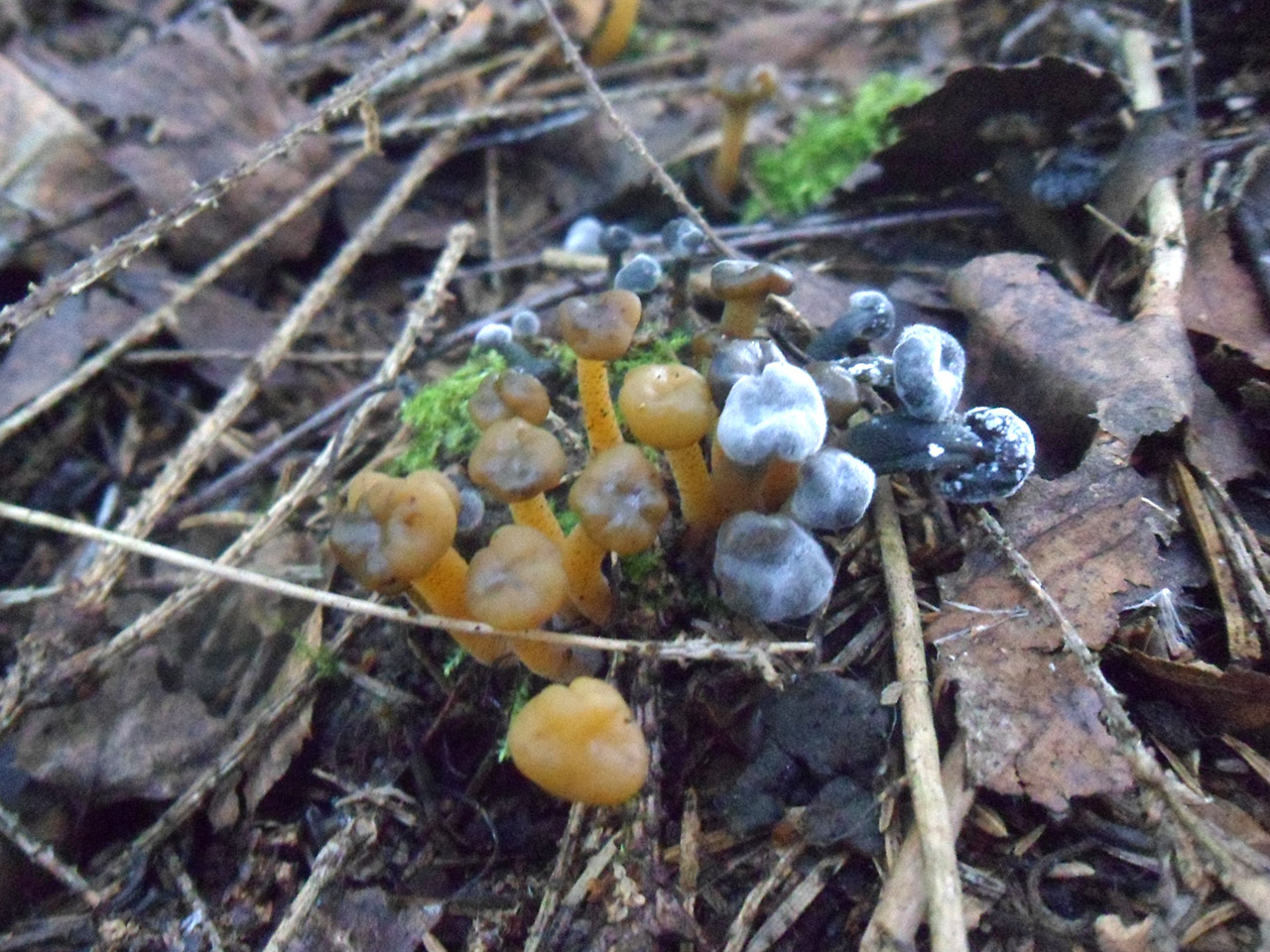 Leotia lubrica