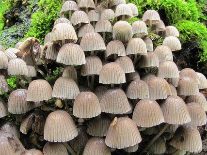 Coprinellus disseminatus