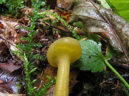 Leotia lubrica