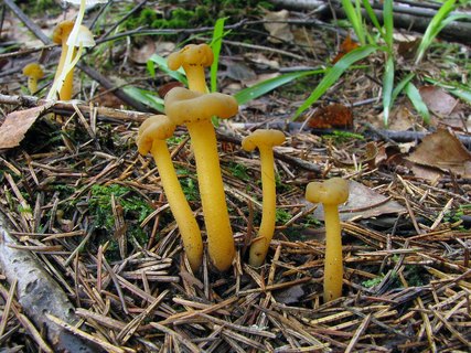 Leotia lubrica