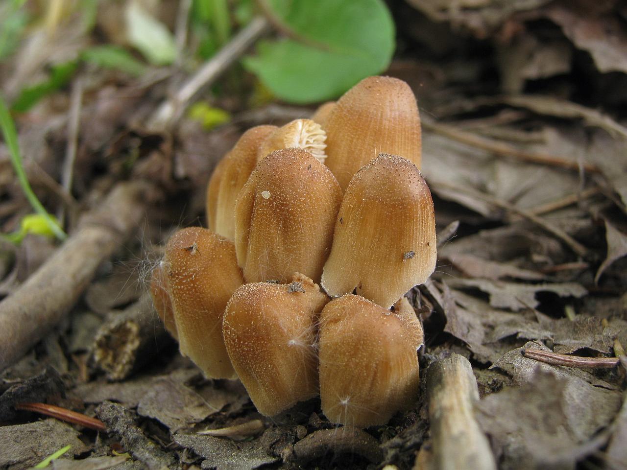 Coprinellus micaceus