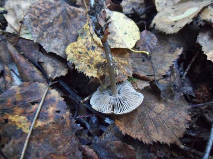 Tephrocybe rancida