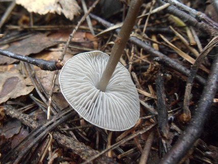 Tephrocybe rancida