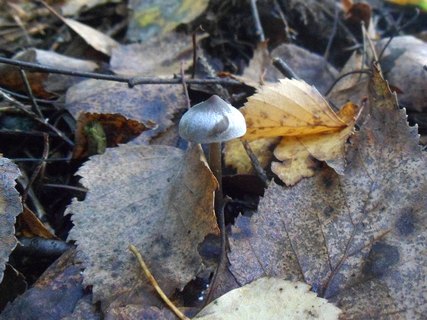 Tephrocybe rancida
