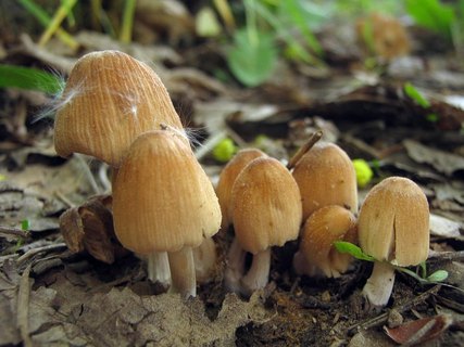 Coprinellus micaceus