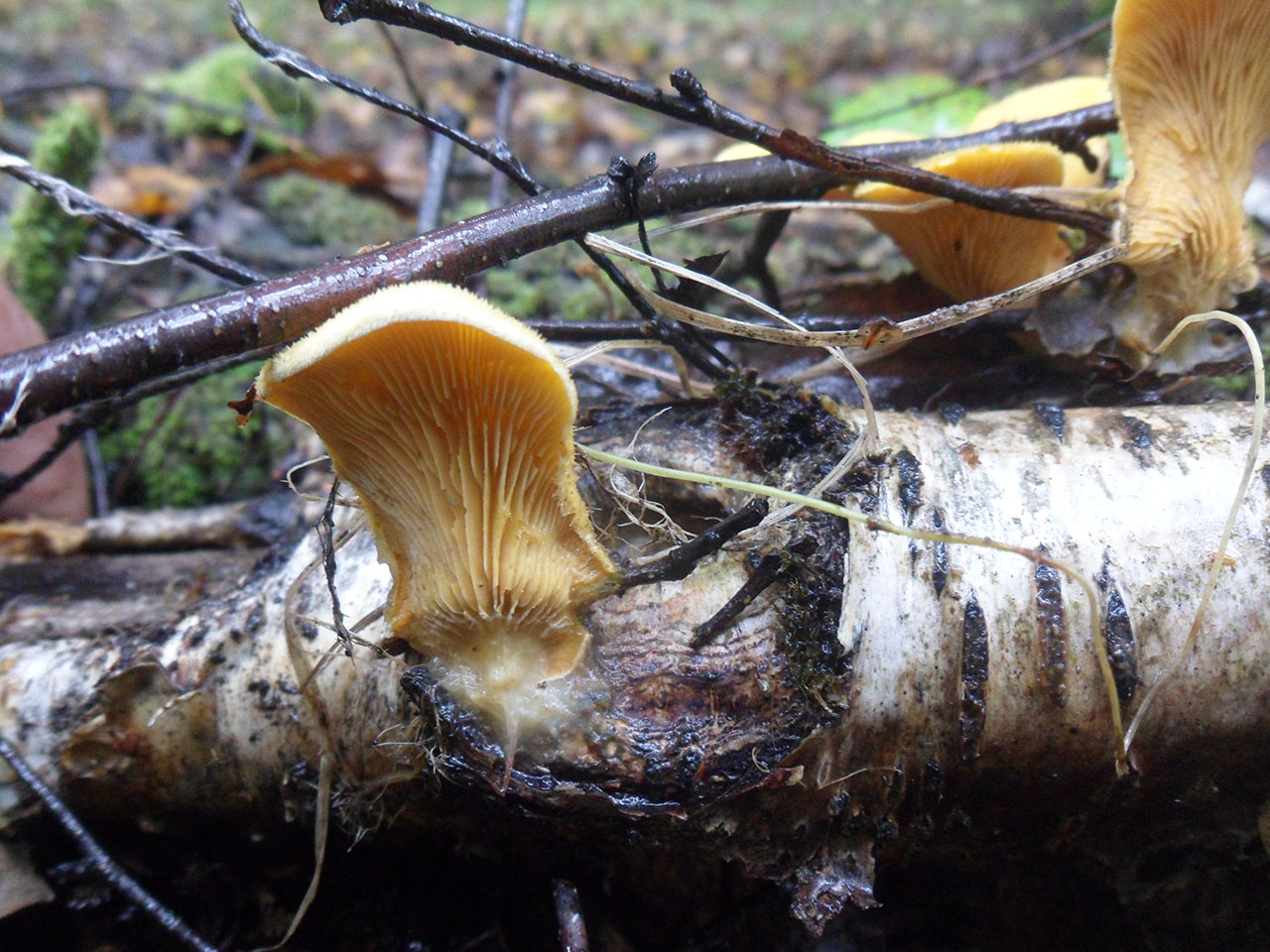 Phyllotopsis nidulans