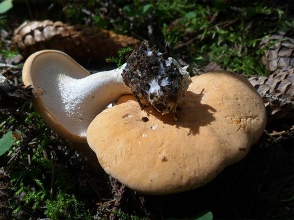Hydnum repandum