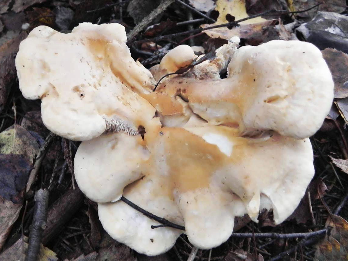 Hydnum repandum