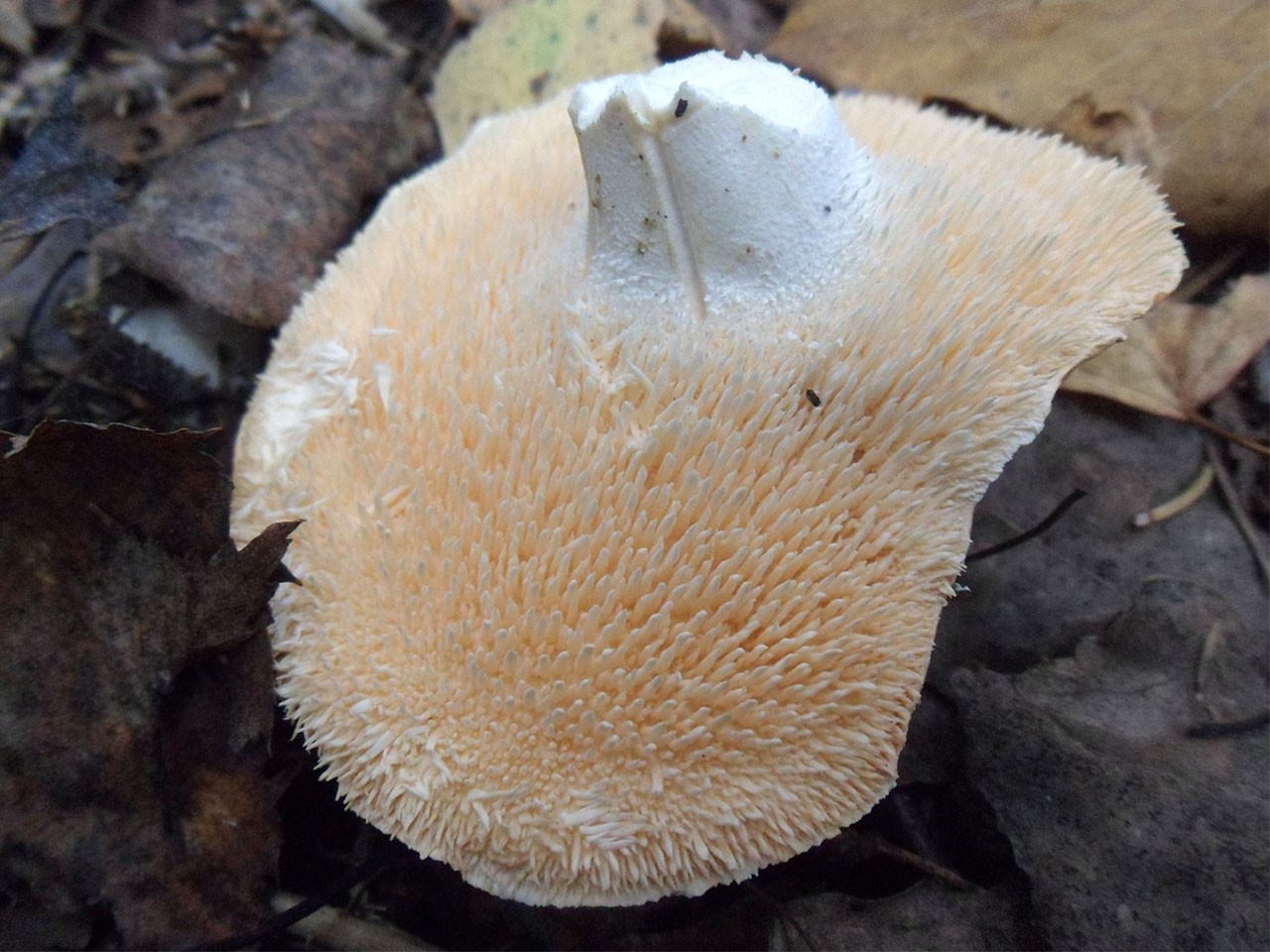 Hydnum repandum
