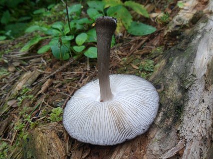 Pluteus atromarginatus