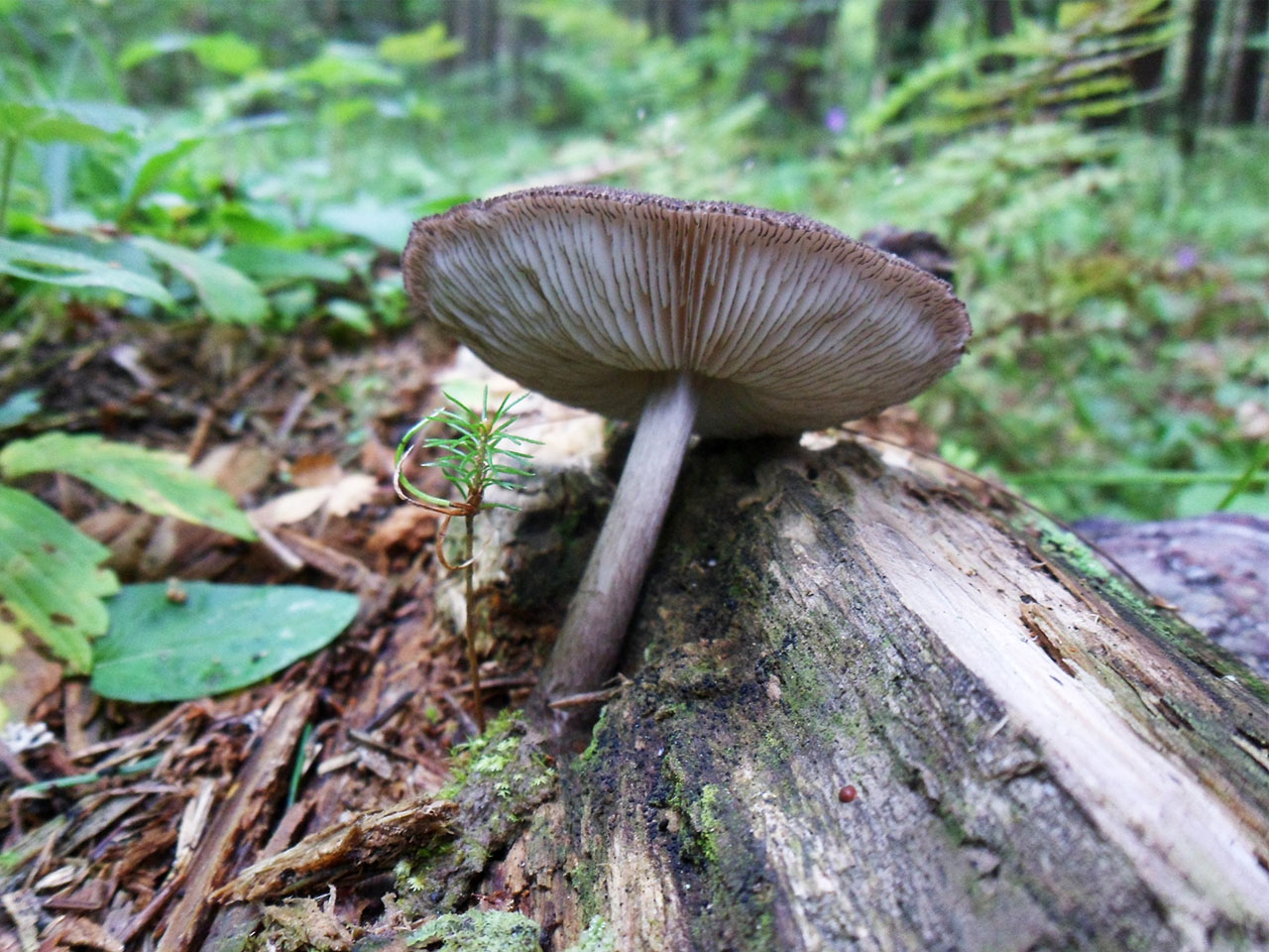 Pluteus atromarginatus