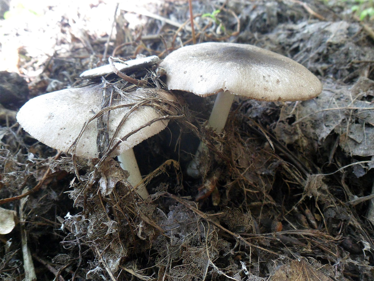 Pluteus salicinus