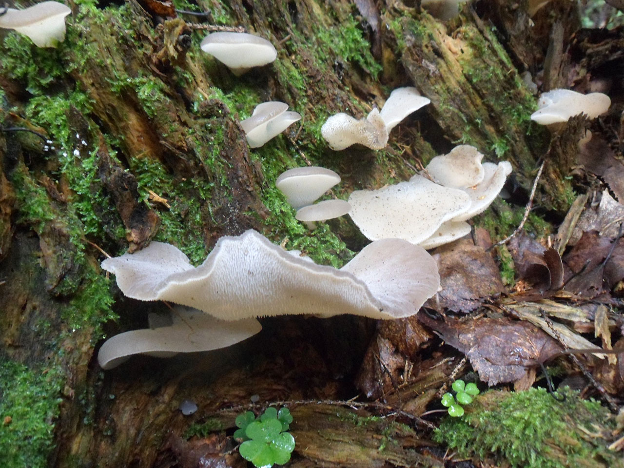 Pseudohydnum gelatinosum
