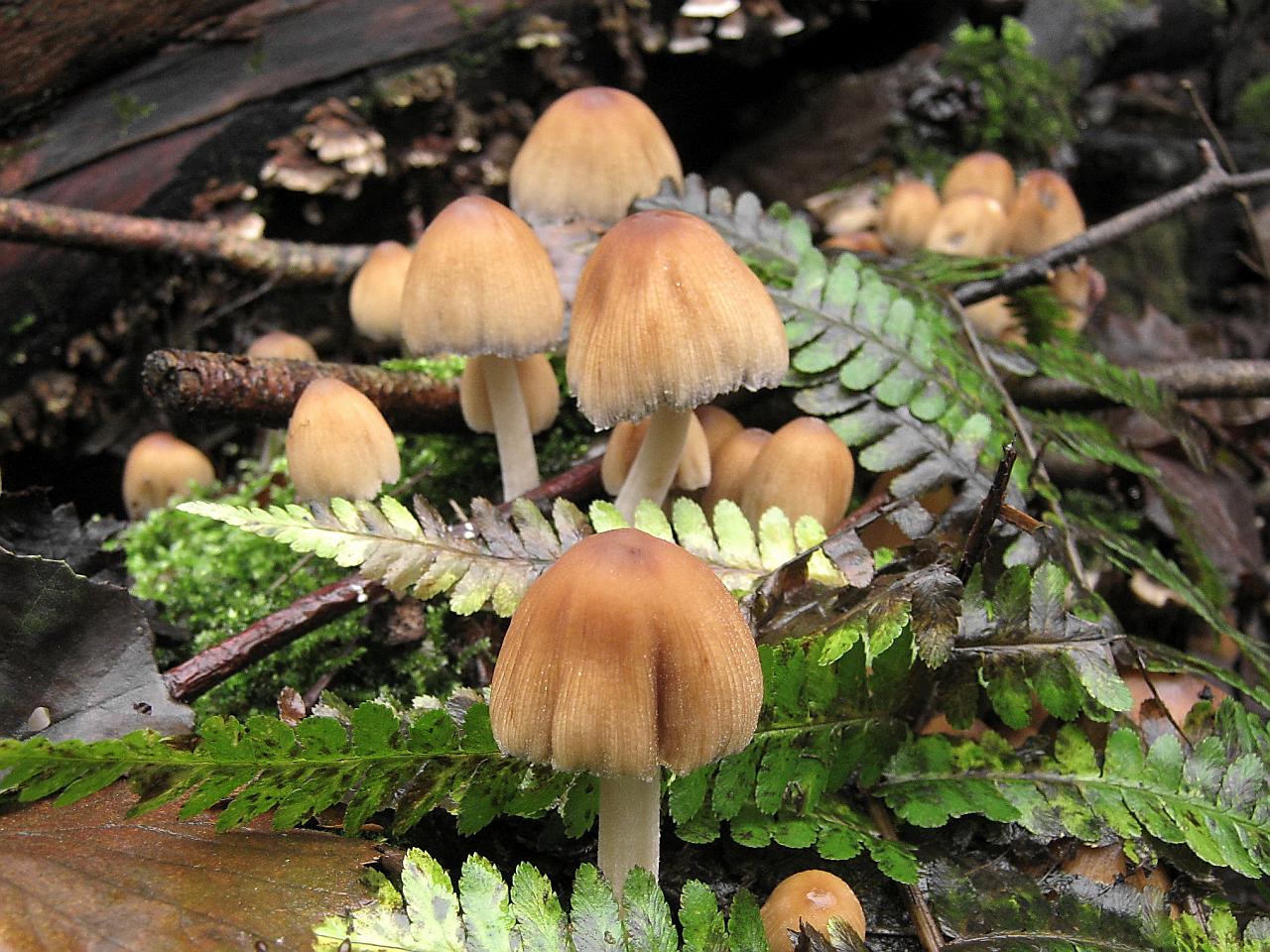 Coprinellus micaceus