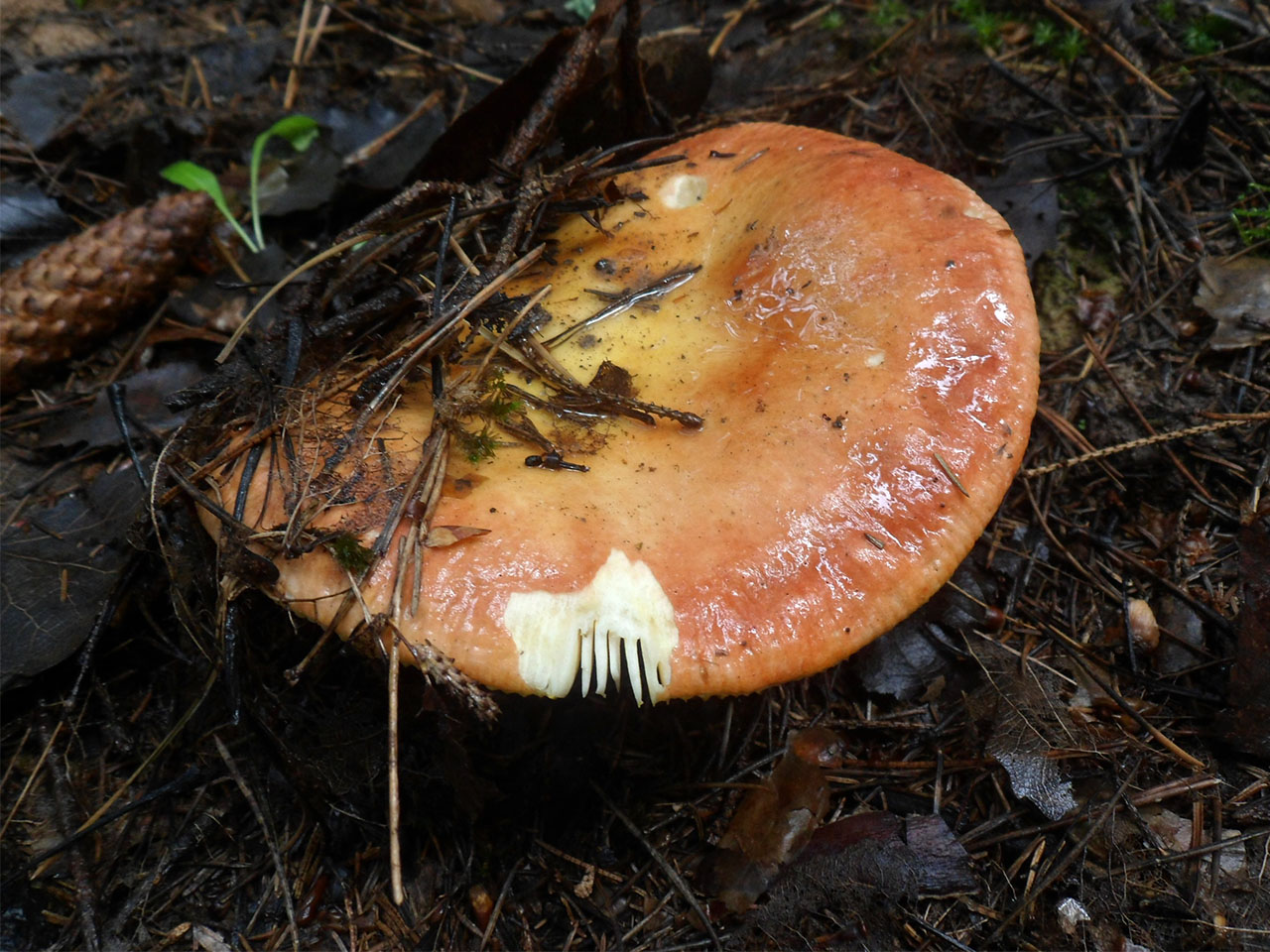 Russula aurea