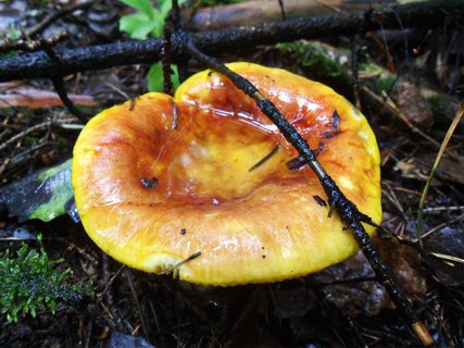 Russula aurea