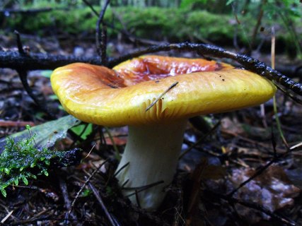 Russula aurea