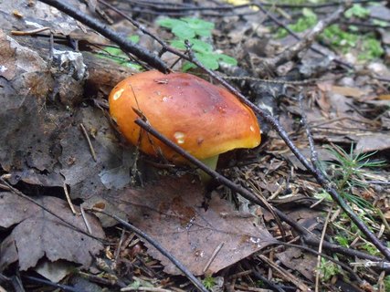 Russula aurea