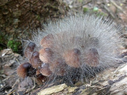 Spinellus fusiger