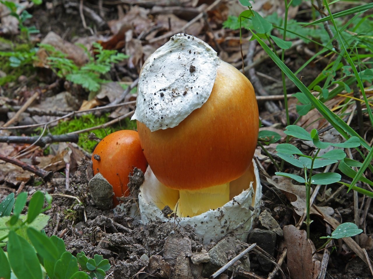 Amanita caesarea