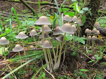 Coprinellus micaceus