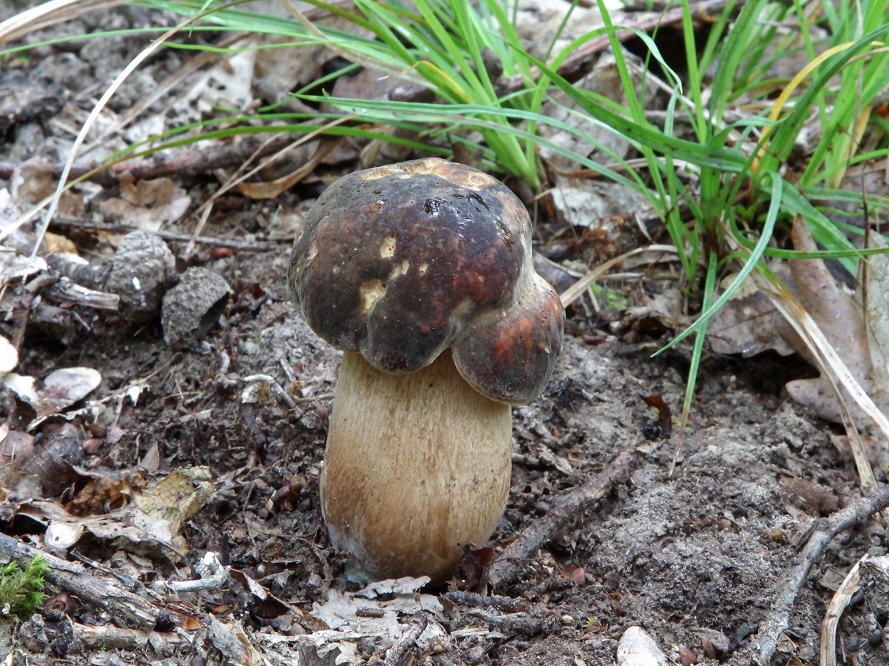 Boletus aereus