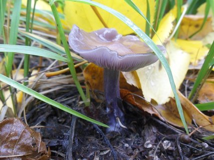 Lepista sordida