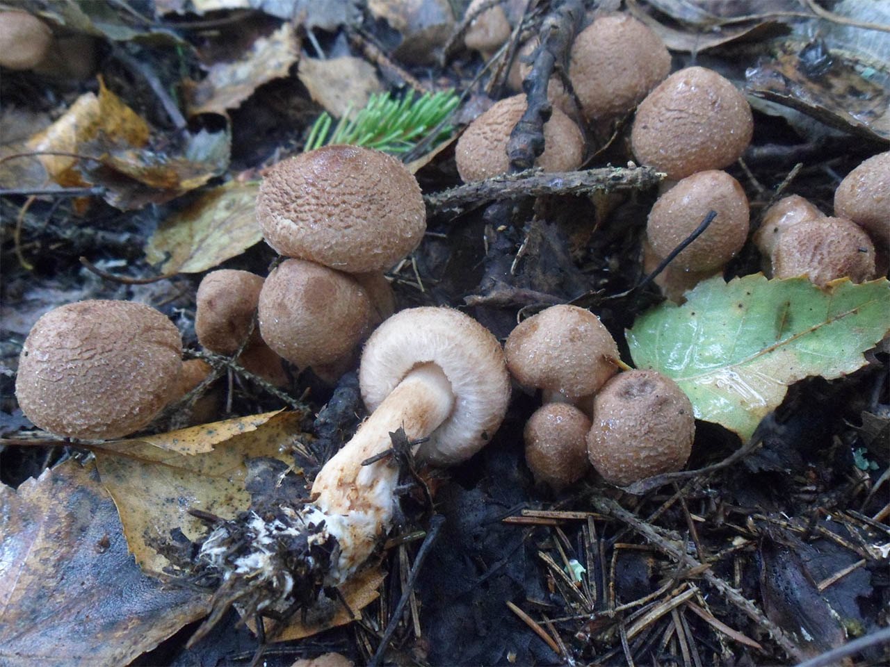 Tricholoma vaccinum