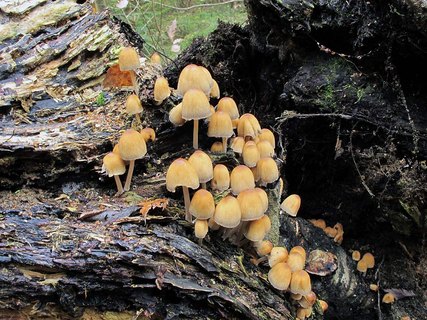 Coprinellus micaceus