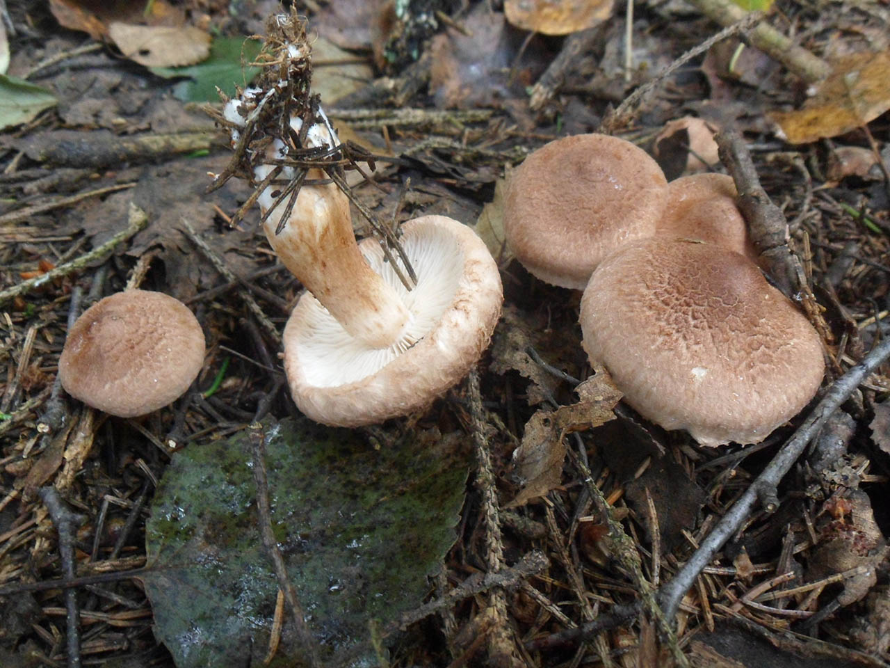 Tricholoma vaccinum