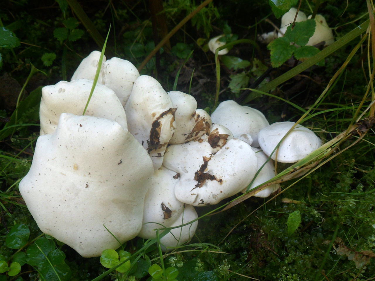 Lyophyllum connatum