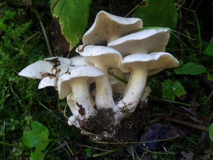 Lyophyllum connatum