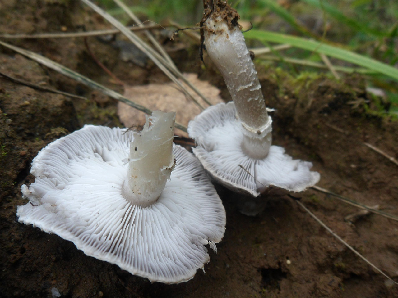 Tricholoma cingulatum