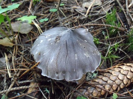 Tricholoma virgatum