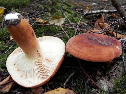 Lactarius volemus