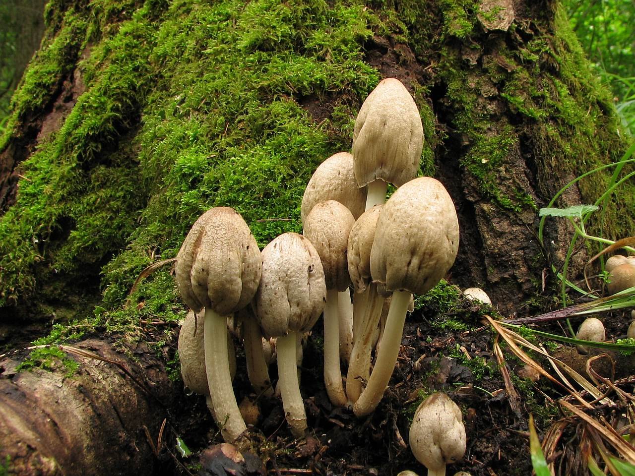 Coprinopsis