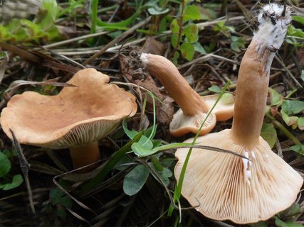 Lactarius volemus