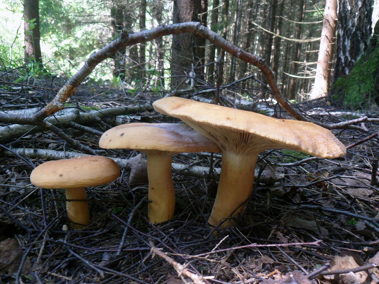 Lactarius volemus