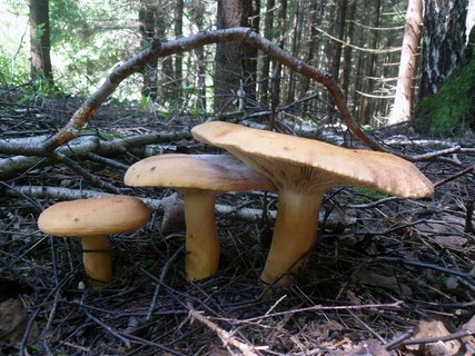 Lactarius volemus
