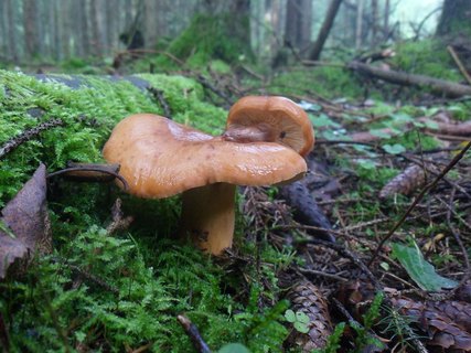 Lactarius volemus