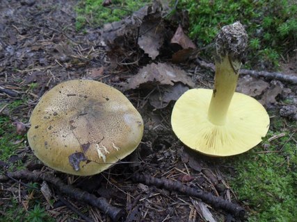 Tricholoma equestre